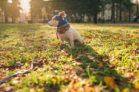 戴着帽子和围巾的可爱杰克罗素狗的肖像在秋季公园复制空间和空白处行走。