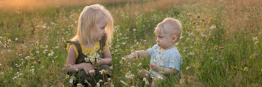 一个小男孩和一个女孩正在洋甘菊花田里采花。