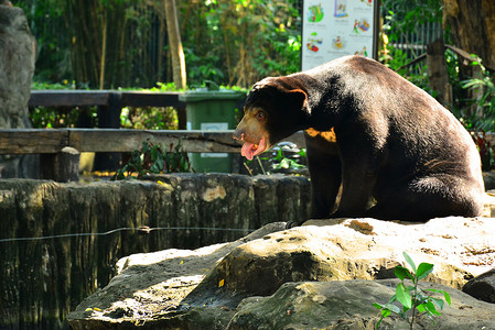 泰国曼谷考丁公园杜斯特动物园的马来西亚太阳熊