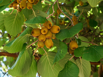 种水果摄影照片_猕猴桃种植园与水果早午餐。