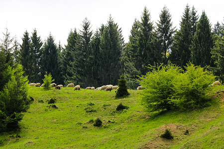 绵羊在青山上吃草，周围环绕着大树、山景、自然背景。