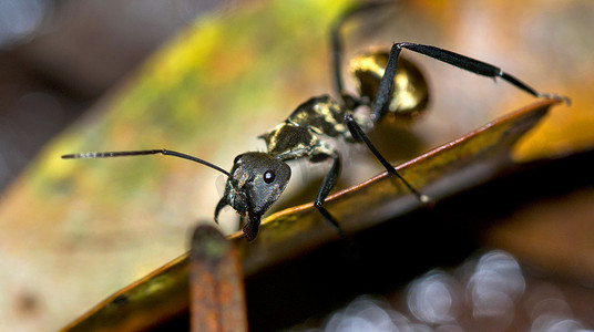 金蚂蚁，马里诺鲸鱼国家公园，哥斯达黎加