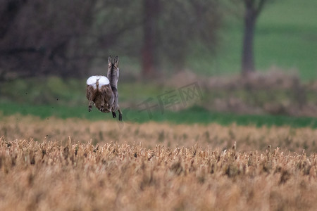 秋天的田野摄影照片_一只美丽的鹿母鹿在秋天跳上收获的田野