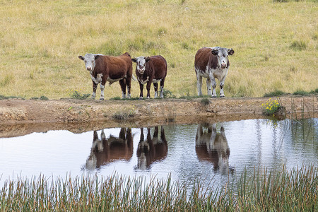 奶牛在一个大草地农田的水坑里