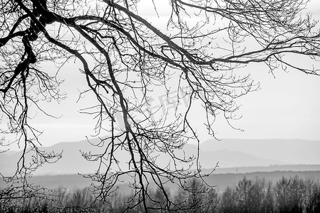 黑色和白色的树摄影照片_德国与黑色和白色的高地斯瓦比亚白蛋白