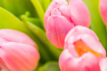 柔和的粉红色郁金香花