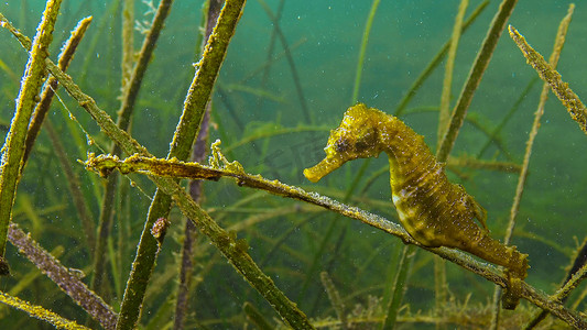 海草 Zostera 丛中的短吻海马 (Hippocampus hippocampus)。