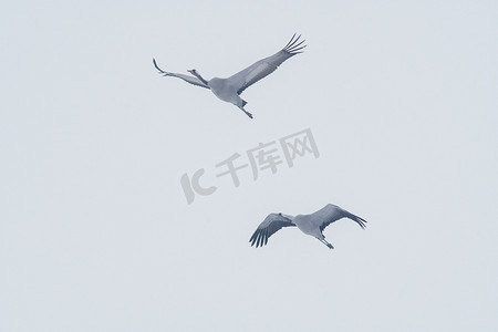 飞翔2摄影照片_2只鹤在春天的蓝天飞翔
