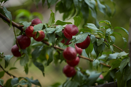 几个成熟的红油桃挂在果园的树枝上