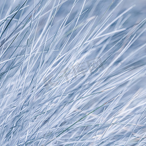 观赏草 Festuca glauca 的蓝白色背景