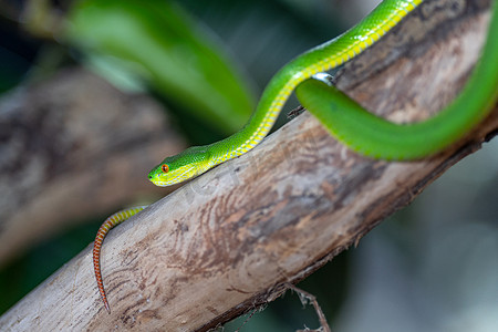 绿坑毒蛇，Trimeresurus albolabris