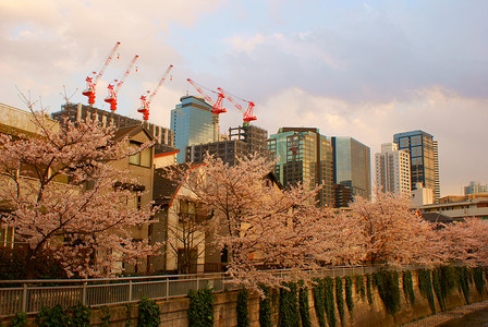樱花盛开在城市的形象