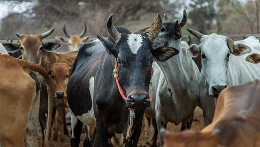 黑牛摄影照片_在农场的牛棚里，本地物种的黑角牛与其他牛的背景。