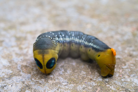 来自欧洲森林和林地的夹竹桃天蛾毛虫 Daphnis nerii。