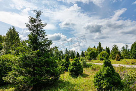 晴朗天空背景摄影照片_在春天或夏天的公园里晴朗的日子，自然背景。