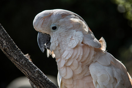 凤头鹦鹉坐在树上