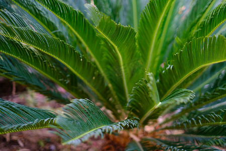 绿色热带棕榈叶，花卉图案背景