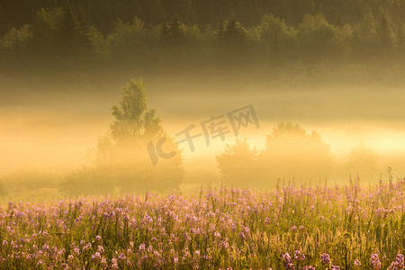 日出时的花朵、灌木、森林和金色的薄雾。