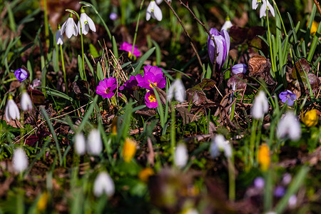 草地鸡摄影照片_一片五颜六色的草地，开满了开花的植物，宣告着春天的到来