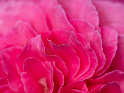 作为自然背景的精美 Yuzen 玫瑰花瓣