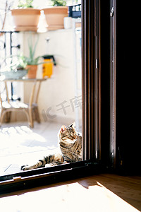 大花猫坐在院子里敞开的门旁，在咖啡桌和花盆的背景下看着房间。