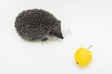 野生苹果摄影照片_野生自然哺乳动物的刺猬多刺动物在白色背景下吃苹果