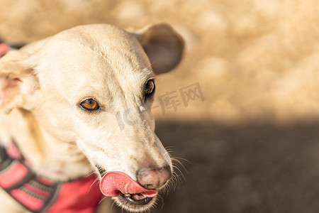 狗舔舌头摄影照片_一只小狗在公园里舔嘴唇的复制空间肖像