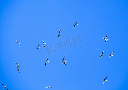 三明治燕鸥迁徙到温暖的国家
