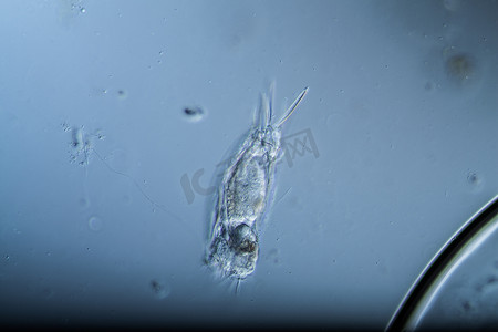 扶轮社摄影照片_轮虫作为水滴中的微型浮游生物