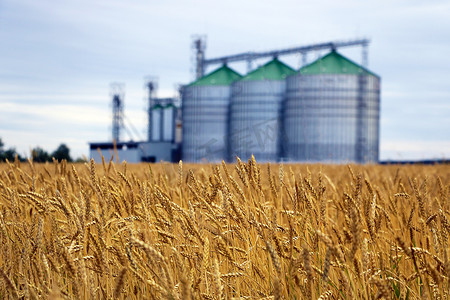 小麦或大麦的黄田，背景是谷物烘干机复合体的焦点组。