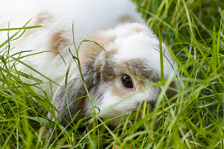 灰色大耳朵兔子摄影照片_兔子