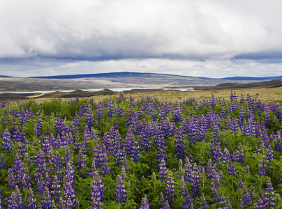 冰岛西部的夏季景观，黄金时段紫色羽扇豆羽扇豆花田，草地，乌云密布的戏剧性天空，复制空间