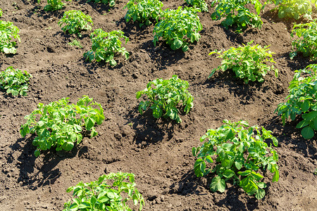 马铃薯种植摄影照片_马铃薯灌木田、农业、种植蔬菜。