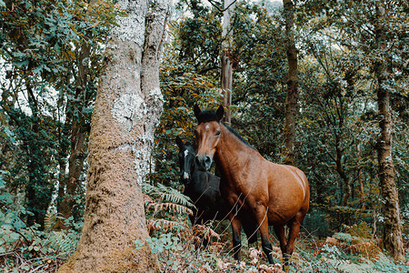 阳光明媚的马摄影照片_在阳光明媚的日子里，森林中间好奇的马直视着镜头