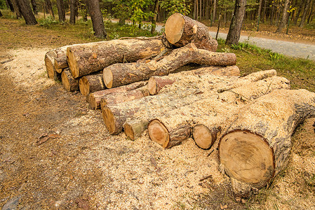 木材，在森林中呈锯齿状