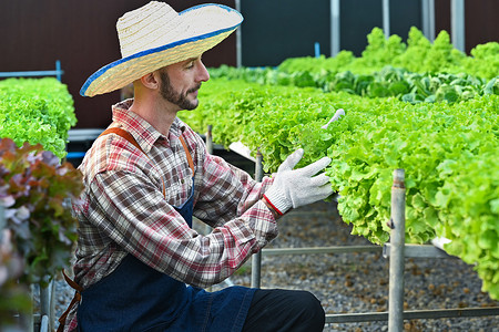 年轻的农民在水培温室里工作，分拣有机蔬菜。