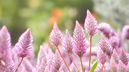 小火箭摄影照片_Tiarella 天空火箭粉红色花朵特写