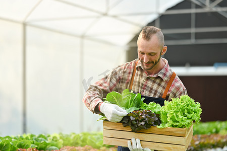 微笑的农业企业主拿着一个装满新鲜有机蔬菜的木箱，站在温室种植园里