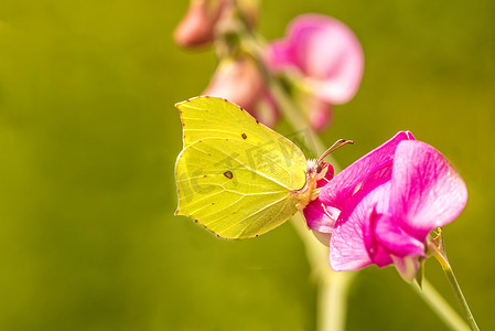 蝴蝶粉色背景摄影照片_紫云英花上的硫磺蝴蝶