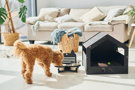 在现代家庭房间里，可爱的小贵宾犬带着宠物摊位。