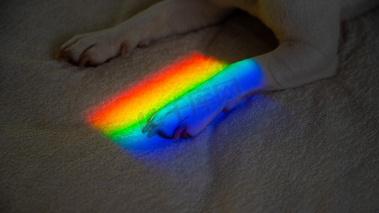 杰克罗素梗狗躺在床上，爪子上有彩虹光芒。