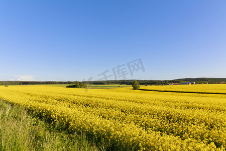 黄了摄影照片_油菜花开黄了，农村种油料。