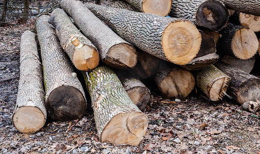 砍伐的原木不均匀地堆放在地上。