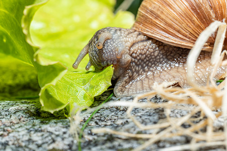 勃艮第蜗牛吃生菜叶的宏观特写，触角缩回叶用口器叶拉动它-下巴可见