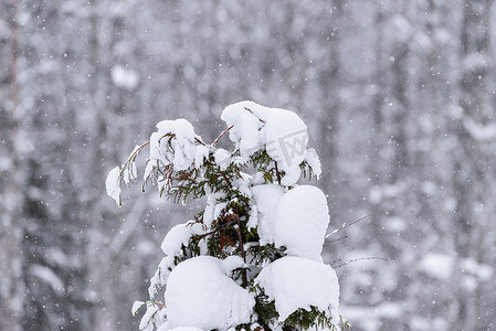 在拉普兰的冬季，树上覆盖着大雪