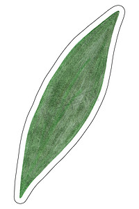 手绘绿叶贴纸隔离在白色背景上。