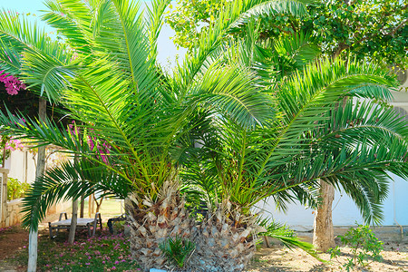 花园中的热带棕榈植物 Phoenix canariensis Chabaud