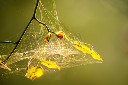 蛛丝交织的蜘蛛网