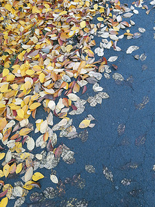 枫叶落叶摄影照片_秋天落在地上的黄叶在公园特写