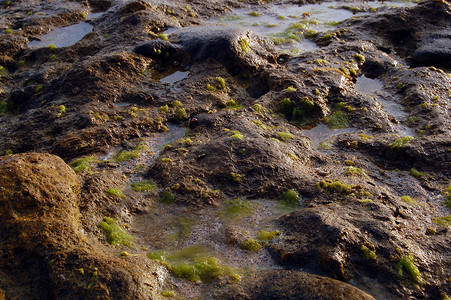 菲律宾八打雁纳苏格布的塔里海滩岩石和藻类